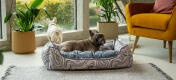 Dos frenchies en una sala de estar con el estilo Omletprimer plano de las patas de un perro en una cómoda cama para perros nido Omlet 