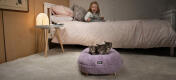 niña pequeña mirando a sus gatitos durmiendo en su suave cama para gatos tipo donut