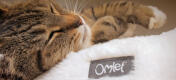 Primer plano de un gato durmiendo en la acogedora cama para gatos Maya donut
