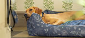 Retriever descansando su cabeza en la cama de perro de red de apoyo Omlet 