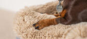 Dachshund en una funda de piel de oveja beige para la cama lavable para perros Topology