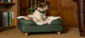 Terrier en cama verde con manta de piel de oveja