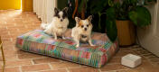 Dos chihuahuas en una cama para perros suave y acolchada Omlet cushion dog bed