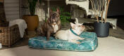 Dos frenchies comparten un elegante cojín cama para perros estampado Omlet 