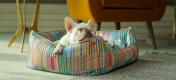 Frenchie blanco que descansa la cabeza en la cama para perros nido Omlet de apoyo y con estilo