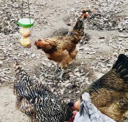 Omlet Caddi soporte de Golosinas para pollos con manzanas en su interior con el pollo picoteando