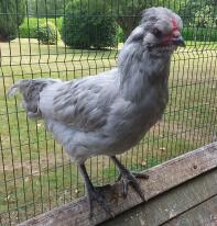 Gallo Arucana 13 semanas - ¡Difícil de identificar si gallina o gallo hasta que cantan!