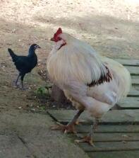 Una gallina araucuna, una grande y blanca y otra pequeña y negra estaban fuera