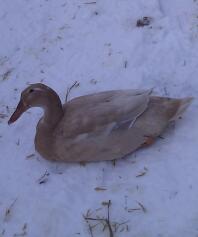 Pato acostado Snow