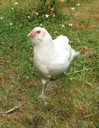 Una gallina araucana blanca.
