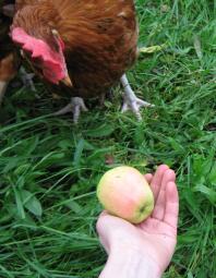 Pollo mirando a la manzana