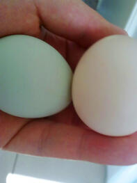 2 huevos en la mano