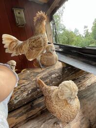 Pollos de seta enana descansando 