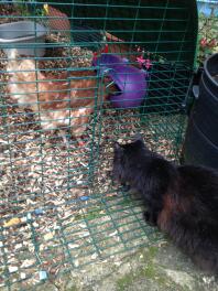 ¡Absynthe conoce a sus nuevas amigas gallinas por primera vez!