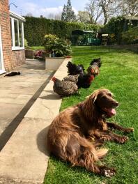 Pollos, gatos y perros - disfrutando del sol