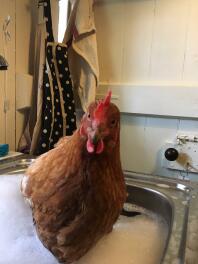 Baño de pollo después del prolapso