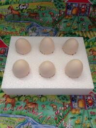 Cajas especiales para envío de huevos fértiles