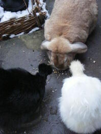 Conejo y dos pollos comiendo del suelo