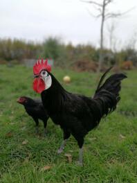 Un pollo negro grande y un pollo negro pequeño sobre la hierba