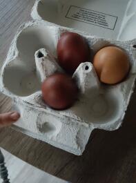 Huevos en caja de huevos
