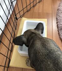Agua potable para perros