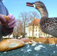 Un pato alimentado con pan por sus dueños