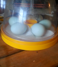 mis huevos de crema de piernas en mi mini incubadora brinsea eco