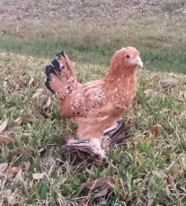 Pollo gallo 3 meses