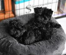 Dos pequeños perros negros en una cama con forma de donut