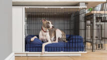 Perro sentado en cama azul bolster dentro Fido Studio jaula de perro.