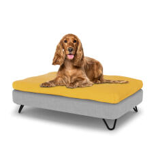 Perro sentado en una cama para perros de tamaño medio Topology con un cojín de frijoles y pies de horquilla de metal negro