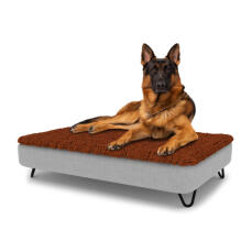 Perro sentado en una gran cama para perros Topology con topper de microfibra y patas de horquilla de metal negro