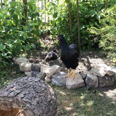 Pollos en el jardín