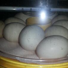 incubando preciosos huevos de seda