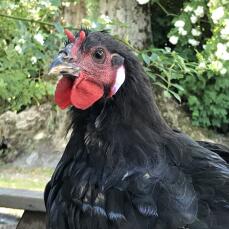 Una imagen de cerca pollo gallo negro y rojo