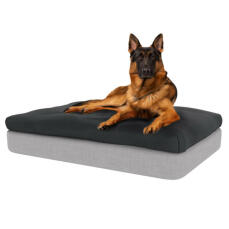 Perro sentado en la gran cama para perros de espuma con memoria Topology con topper de bolsa de frijoles gris carbón