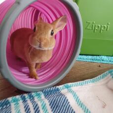 Un pequeño conejo en el túnel rosa de su refugio verde