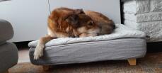 Perro durmiendo en Omlet Topology cama para perros con topper acolchado y pies cuadrados de madera