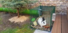Un conejo blanco y negro en un corral con un túnel Zippi que conduce a él