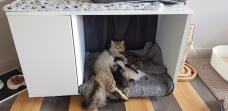 Gato tumbado en Omlet Maya Nook