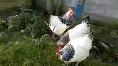 Tres pollos en el jardín