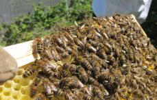 abejas en panal recién dibujado