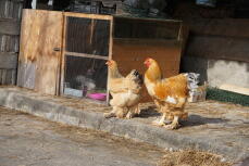 Dos gallinas en un jardín con un gran gallinero de madera