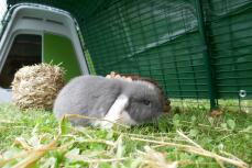 Un pequeño conejo gris y blanco disfrutando de la hierba en su recinto