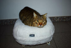 Un gato sentado en posición de pan en su cama blanca en forma de donut