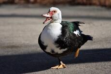 Un pato que canta y baila en Smyrna, GA