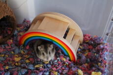 Un pequeño hámster marrón y blanco en una jaula de hámster Qute con un juguete arco iris