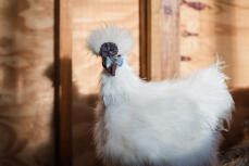 Una gallina blanca de seda con hermosas plumas.