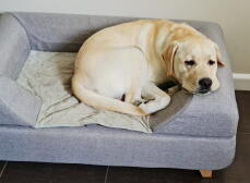 Un perro descansando en su cama gris con cojín