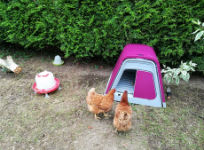 Dos gallinas observando el interior de su gallinero rosa